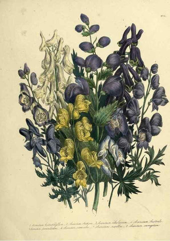 Reproducción/Reproduction 45850367065: The ladies' flower-garden of ornamental perennials.. London,W. Smith,1843-44.. 