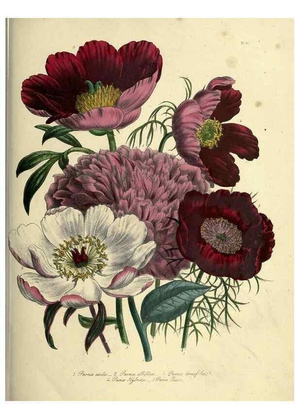 Reproducción/Reproduction 46712583312: The ladies' flower-garden of ornamental perennials.. London,W. Smith,1843-44.. 
