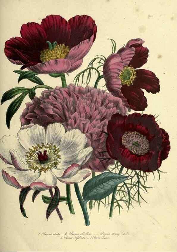 Reproducción/Reproduction 46712583312: The ladies' flower-garden of ornamental perennials.. London,W. Smith,1843-44.. 
