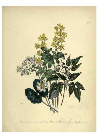 Reproducción/Reproduction 46712584272: The ladies' flower-garden of ornamental perennials.. London,W. Smith,1843-44.. 
