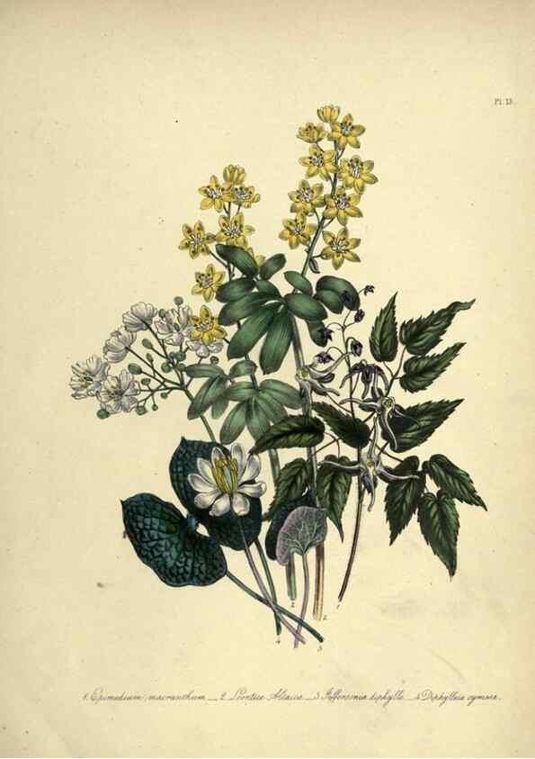 Reproducción/Reproduction 46712584272: The ladies' flower-garden of ornamental perennials.. London,W. Smith,1843-44.. 