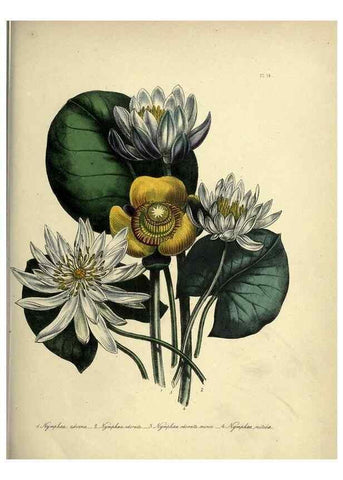 Reproducción/Reproduction 46040392514: The ladies' flower-garden of ornamental perennials.. London,W. Smith,1843-44.. 