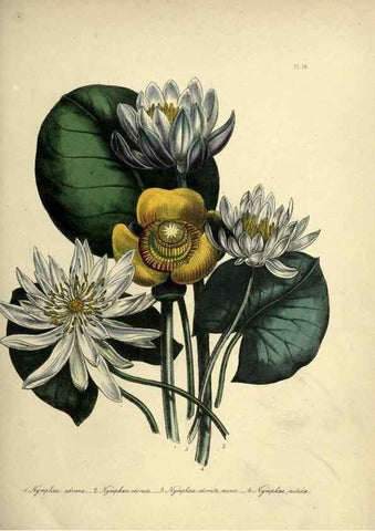 Reproducción/Reproduction 46040392514: The ladies' flower-garden of ornamental perennials.. London,W. Smith,1843-44.. 