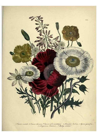Reproducción/Reproduction 39800241973: The ladies' flower-garden of ornamental perennials.. London,W. Smith,1843-44.. 