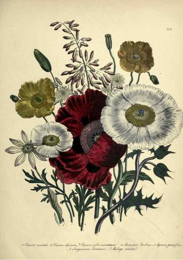 Reproducción/Reproduction 39800241973: The ladies' flower-garden of ornamental perennials.. London,W. Smith,1843-44.. 