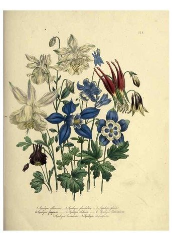 Reproducción/Reproduction 46712578822: The ladies' flower-garden of ornamental perennials.. London,W. Smith,1843-44.. 