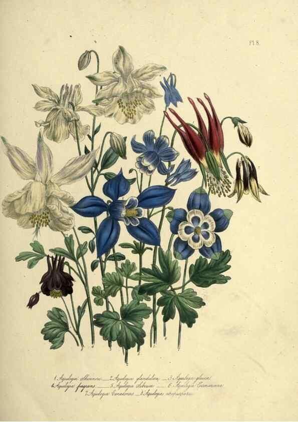 Reproducción/Reproduction 46712578822: The ladies' flower-garden of ornamental perennials.. London,W. Smith,1843-44.. 