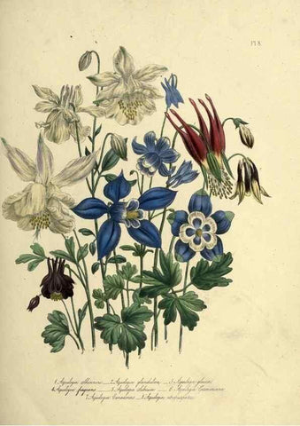 Reproducción/Reproduction 46712578822: The ladies' flower-garden of ornamental perennials.. London,W. Smith,1843-44.. 