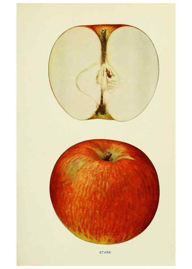 Reproducción/Reproduction 27590300757: The apples of New York,. Albany,J. B. Lyon Co., Printers,1905.. 