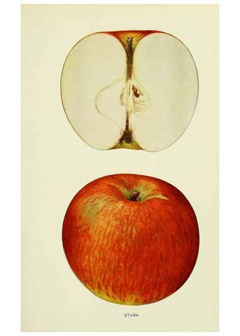 Reproducción/Reproduction 27590300757: The apples of New York,. Albany,J. B. Lyon Co., Printers,1905.. 