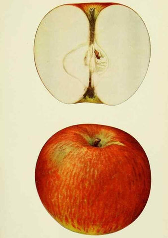 Reproducción/Reproduction 27590300757: The apples of New York,. Albany,J. B. Lyon Co., Printers,1905.. 