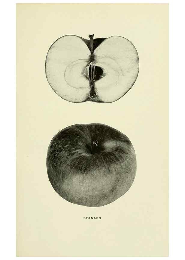 Reproducción/Reproduction 27590299307: The apples of New York,. Albany,J. B. Lyon Co., Printers,1905.. 