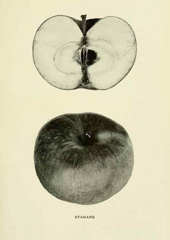 Reproducción/Reproduction 27590299307: The apples of New York,. Albany,J. B. Lyon Co., Printers,1905.. 