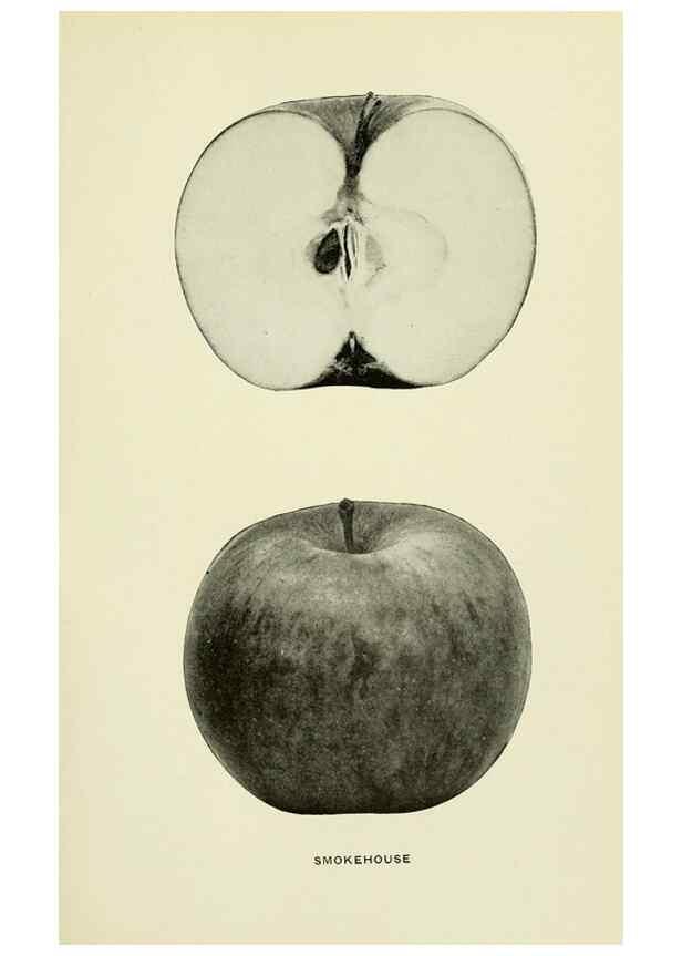 Reproducción/Reproduction 42460764741: The apples of New York,. Albany,J. B. Lyon Co., Printers,1905.. 