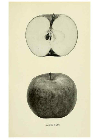 Reproducción/Reproduction 42460764741: The apples of New York,. Albany,J. B. Lyon Co., Printers,1905.. 
