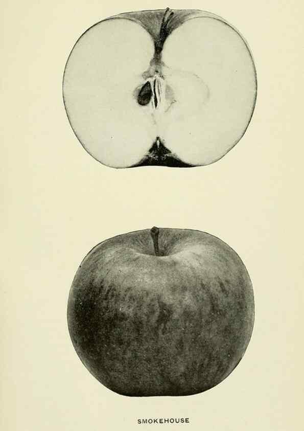 Reproducción/Reproduction 42460764741: The apples of New York,. Albany,J. B. Lyon Co., Printers,1905.. 