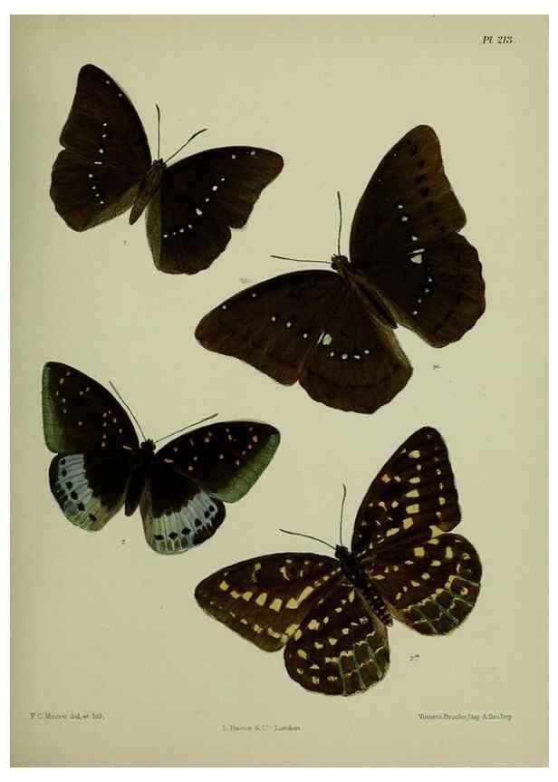 Reproducción/Reproduction 40410073944: Lepidoptera indica.. London,1890-1913.. 