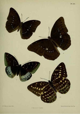 Reproducción/Reproduction 40410073944: Lepidoptera indica.. London,1890-1913.. 