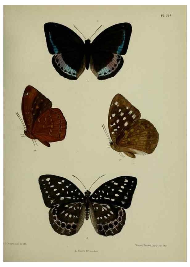 Reproducción/Reproduction 40225980415: Lepidoptera indica.. London,1890-1913.. 
