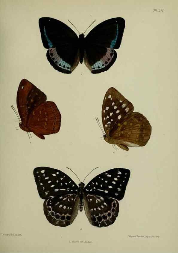 Reproducción/Reproduction 40225980415: Lepidoptera indica.. London,1890-1913.. 