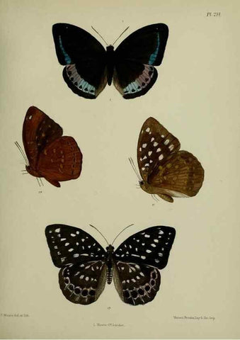 Reproducción/Reproduction 40225980415: Lepidoptera indica.. London,1890-1913.. 