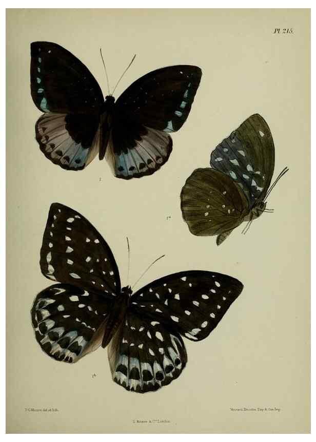 Reproducción/Reproduction 27247895728: Lepidoptera indica.. London,1890-1913.. 