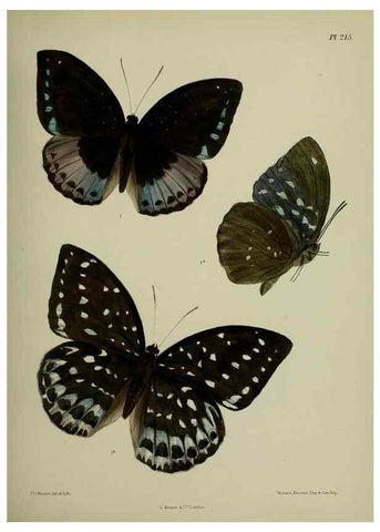 Reproducción/Reproduction 27247895728: Lepidoptera indica.. London,1890-1913.. 