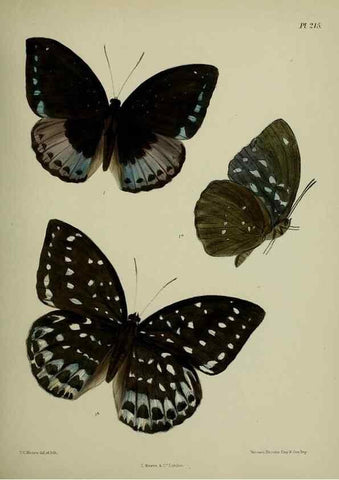 Reproducción/Reproduction 27247895728: Lepidoptera indica.. London,1890-1913.. 