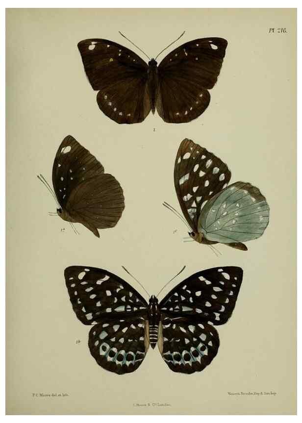 Reproducción/Reproduction 40410138584: Lepidoptera indica.. London,1890-1913.. 