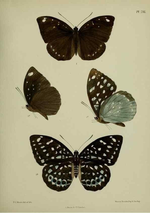 Reproducción/Reproduction 40410138584: Lepidoptera indica.. London,1890-1913.. 