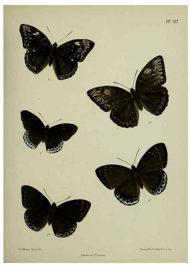 Reproducción/Reproduction 27247944938: Lepidoptera indica.. London,1890-1913.. 