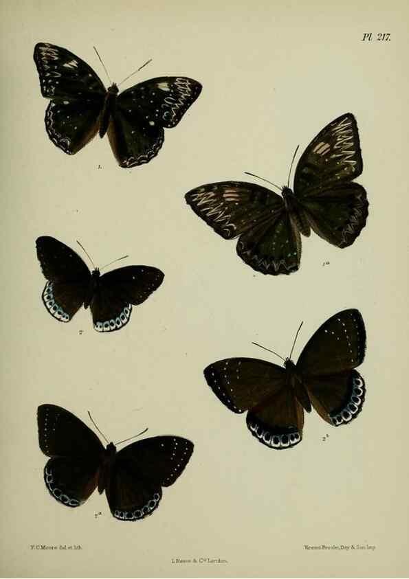 Reproducción/Reproduction 27247944938: Lepidoptera indica.. London,1890-1913.. 