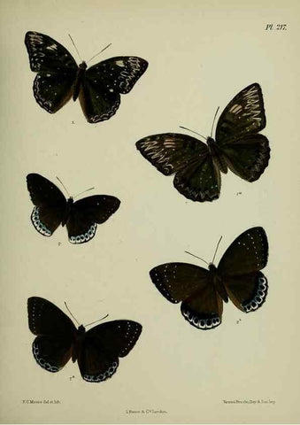 Reproducción/Reproduction 27247944938: Lepidoptera indica.. London,1890-1913.. 
