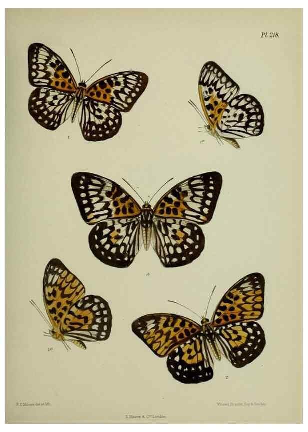 Reproducción/Reproduction 27247947698: Lepidoptera indica.. London,1890-1913.. 