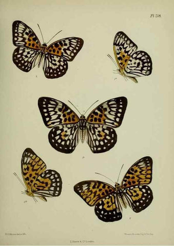 Reproducción/Reproduction 27247947698: Lepidoptera indica.. London,1890-1913.. 