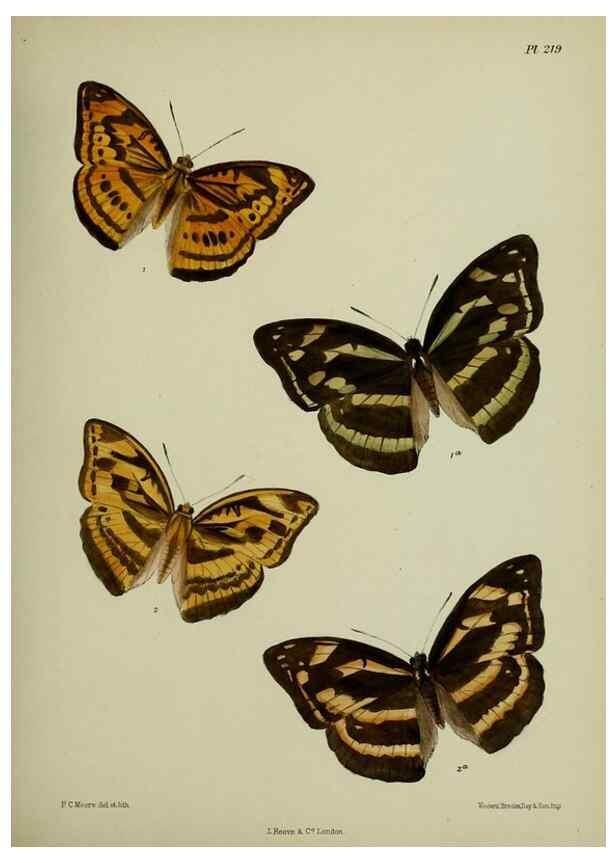 Reproducción/Reproduction 41120678301: Lepidoptera indica.. London,1890-1913.. 