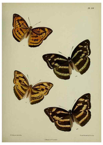 Reproducción/Reproduction 41120678301: Lepidoptera indica.. London,1890-1913.. 