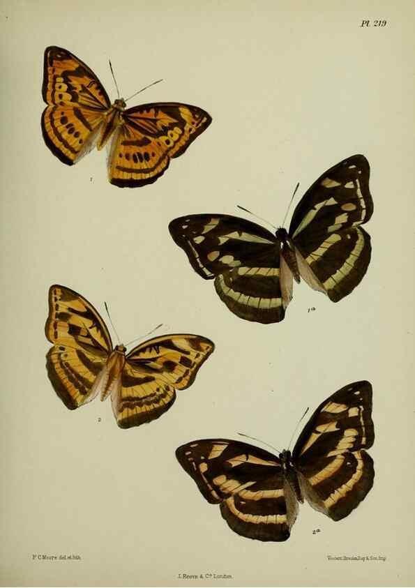 Reproducción/Reproduction 41120678301: Lepidoptera indica.. London,1890-1913.. 