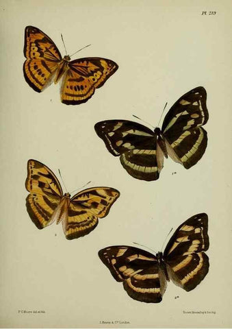 Reproducción/Reproduction 41120678301: Lepidoptera indica.. London,1890-1913.. 