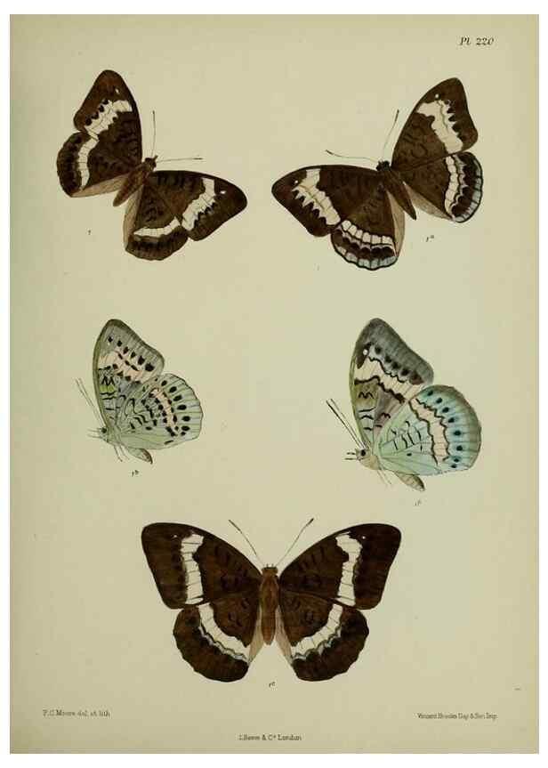 Reproducción/Reproduction 41120680051: Lepidoptera indica.. London,1890-1913.. 