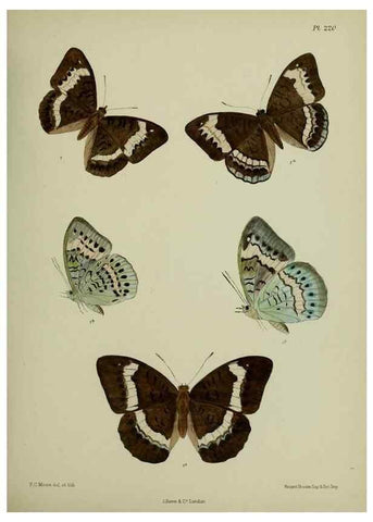 Reproducción/Reproduction 41120680051: Lepidoptera indica.. London,1890-1913.. 