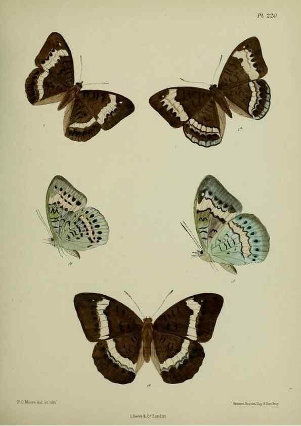Reproducción/Reproduction 41120680051: Lepidoptera indica.. London,1890-1913.. 