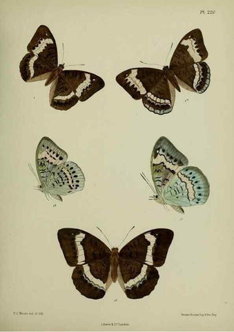 Reproducción/Reproduction 41120680051: Lepidoptera indica.. London,1890-1913.. 