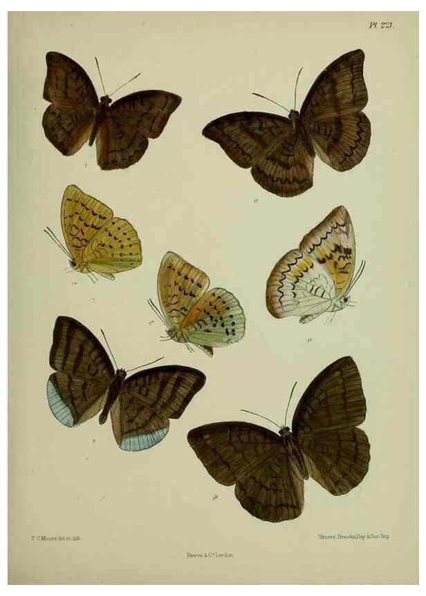 Reproducción/Reproduction 39311933450: Lepidoptera indica.. London,1890-1913.. 