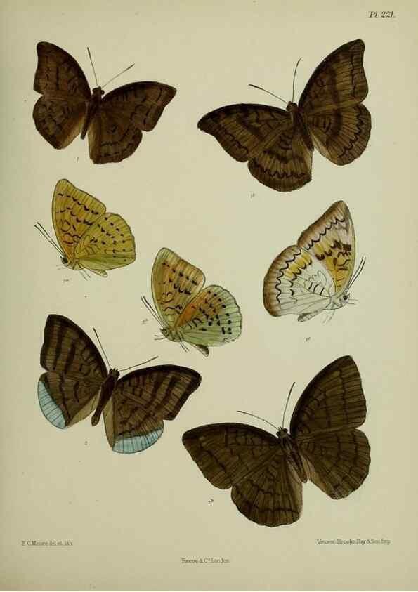 Reproducción/Reproduction 39311933450: Lepidoptera indica.. London,1890-1913.. 