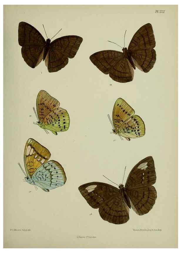 Reproducción/Reproduction 27247955338: Lepidoptera indica.. London,1890-1913.. 