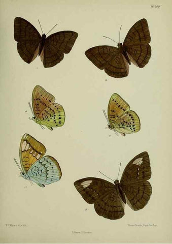 Reproducción/Reproduction 27247955338: Lepidoptera indica.. London,1890-1913.. 