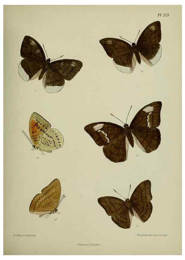 Reproducción/Reproduction 40410153824: Lepidoptera indica.. London,1890-1913.. 