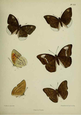 Reproducción/Reproduction 40410153824: Lepidoptera indica.. London,1890-1913.. 