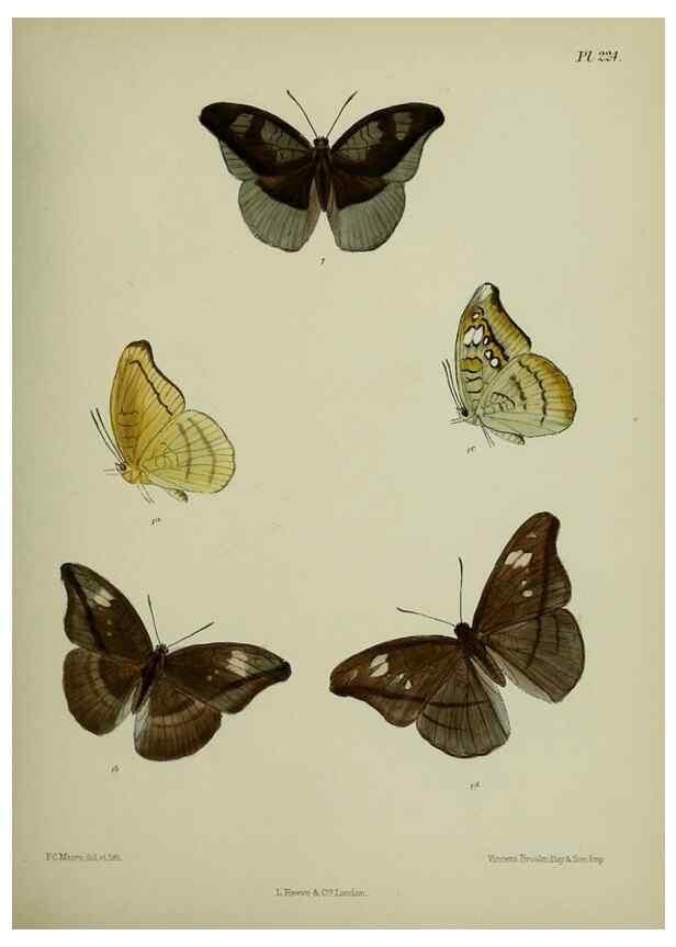 Reproducción/Reproduction 26249564927: Lepidoptera indica.. London,1890-1913.. 